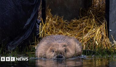 A beaver near some hay about to swim into some water, its fur is brown and slightly wet.