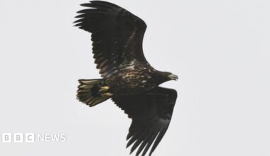 A young white-tailed eagle is soaring through the sky with both wings outstretched.
