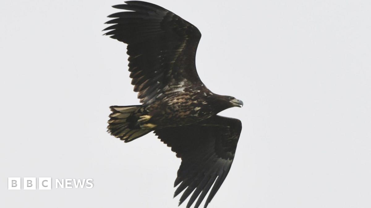 A young white-tailed eagle is soaring through the sky with both wings outstretched.