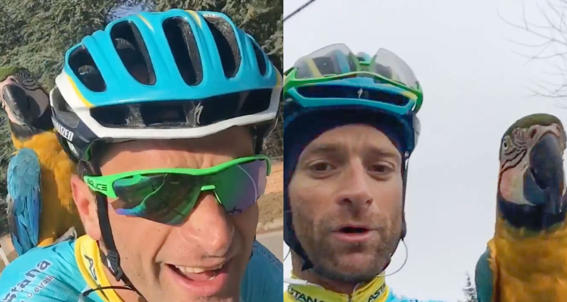 'They will fly together again' – Franky the parrot, Michele Scarponi's viral training partner, dies in factory fire