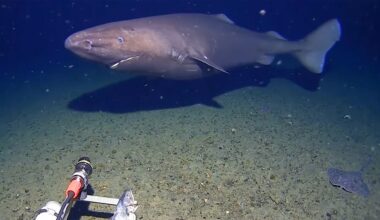 Underwater camera films shark in Antarctic Ocean, thought to be a world first