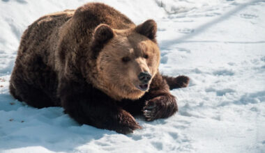 Confused Bear Looking for Her Snow-Covered Pond Is Cracking Us All Up