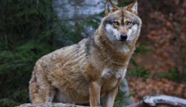 Concerns rise as shooting rules relaxed