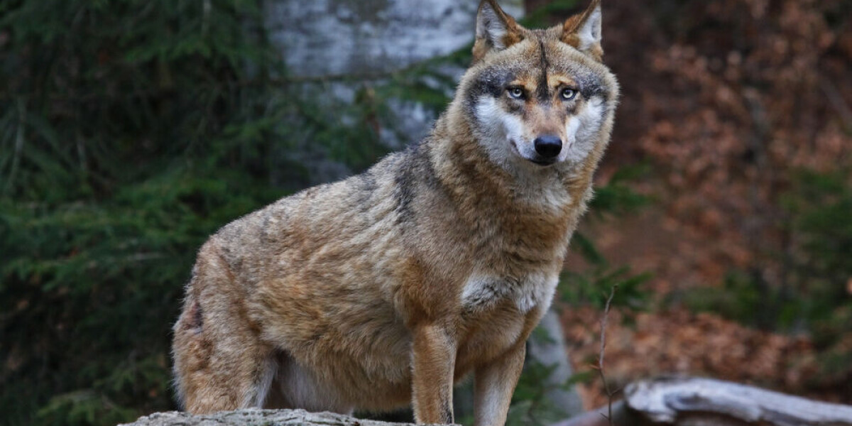 Concerns rise as shooting rules relaxed