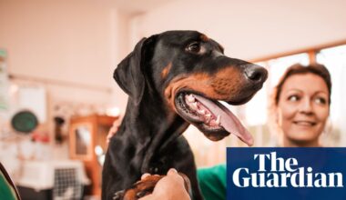Cost of UK pet insurance falls despite higher vet fees and inflation | Consumer affairs