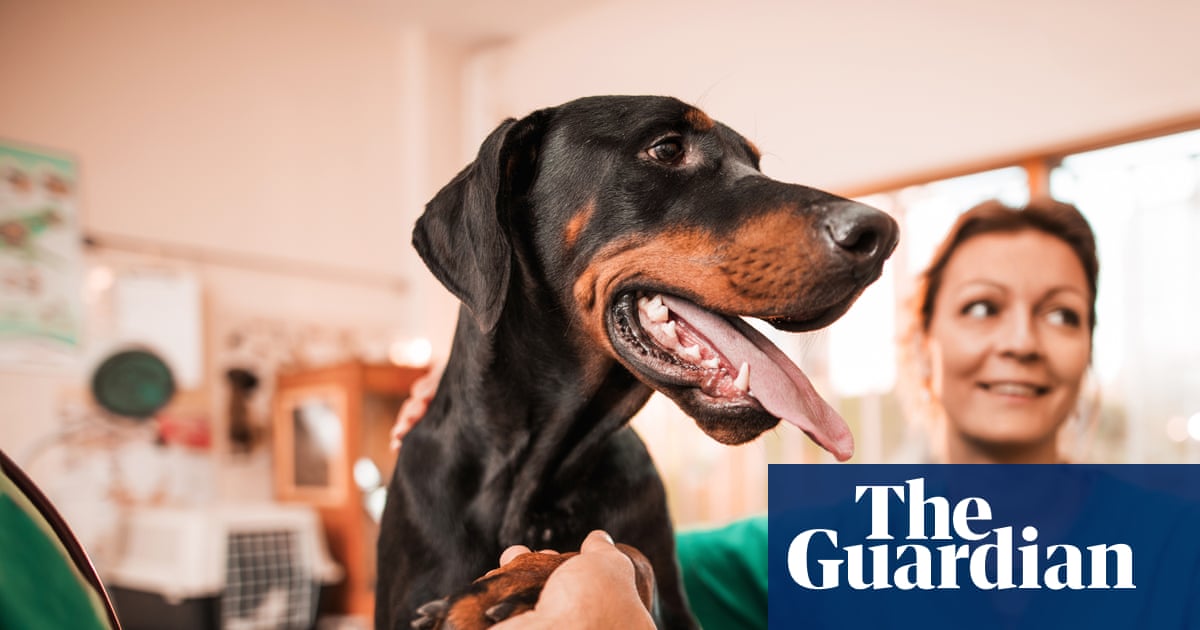 Cost of UK pet insurance falls despite higher vet fees and inflation | Consumer affairs