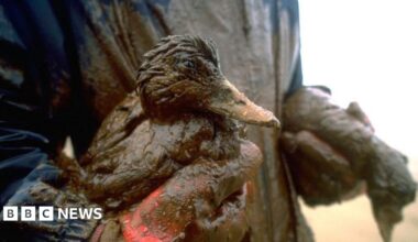 A striking photo from the air of the Sea Empress tanker, surrounded by tugboats and vast swathes of oil polluting the sea around it.