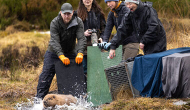 More beavers released in Highland glen in ‘wildlife success story’