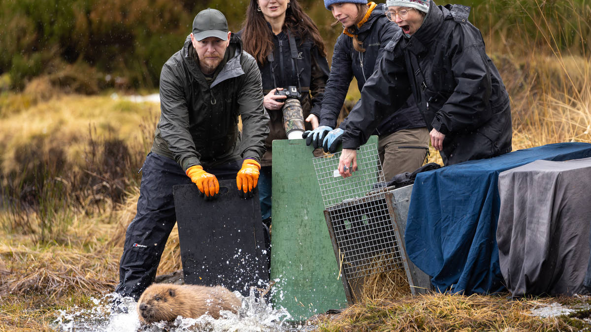 More beavers released in Highland glen in ‘wildlife success story’