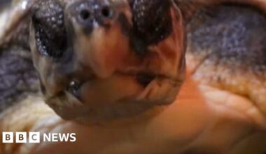 Close up of turtle's face looking at the camera