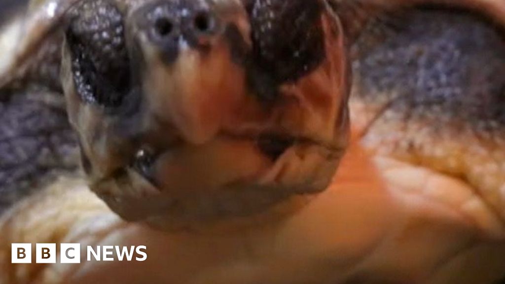 Close up of turtle's face looking at the camera