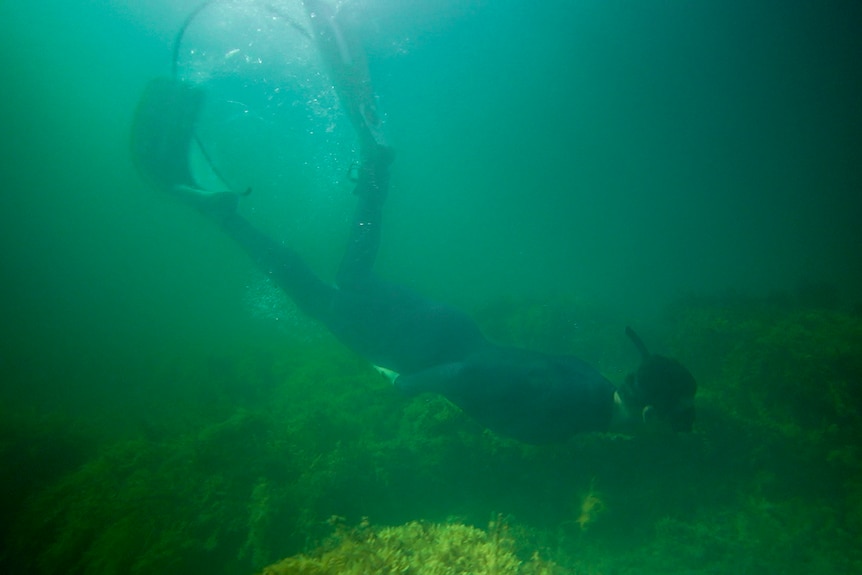 A man dives down a couple of metres of green murky water