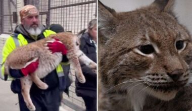 Eurasian Lynx, Ursa, begins journey to The Big Cat Sanctuary in Smarden from war-torn Ukraine