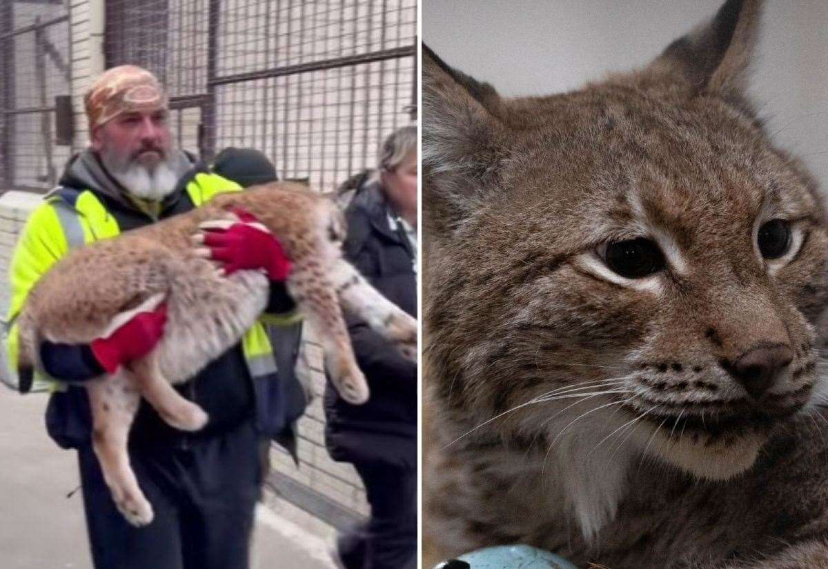Eurasian Lynx, Ursa, begins journey to The Big Cat Sanctuary in Smarden from war-torn Ukraine