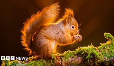 A red squirrel is perched on a mossy branch in woodland, illuminated by the sun's rays