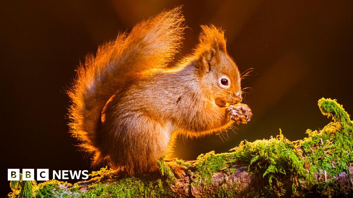 A red squirrel is perched on a mossy branch in woodland, illuminated by the sun's rays