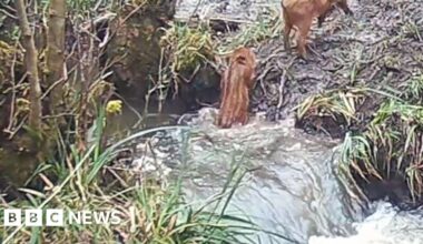 Boars leaping across a river in the Forest of Dean.