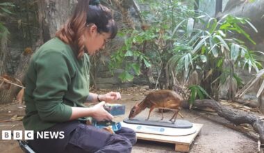 Rhiannon Wolff looking after a small hooved animal at a Marwell Zoo enclosure. The animal is standing on what appears to be a scale. Rhiannon is sitting beside it. There are various plans around them.