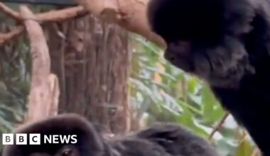 Goeldi's monkeys Penelope and Isabella sitting on a tree inside the Amazonica Glasshouse enclosure at The Living Rainforest in Hampstead Norreys