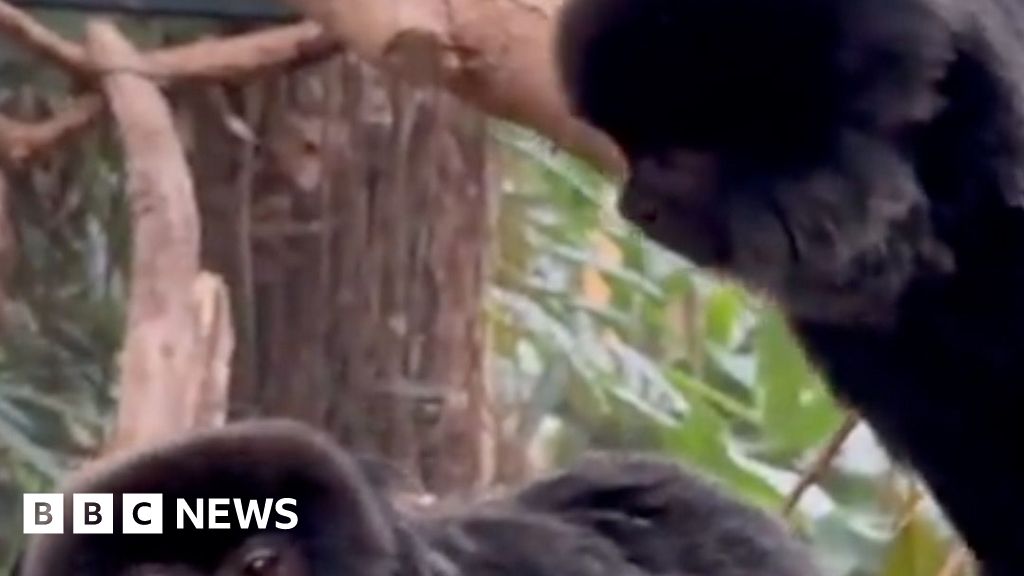 Goeldi's monkeys Penelope and Isabella sitting on a tree inside the Amazonica Glasshouse enclosure at The Living Rainforest in Hampstead Norreys