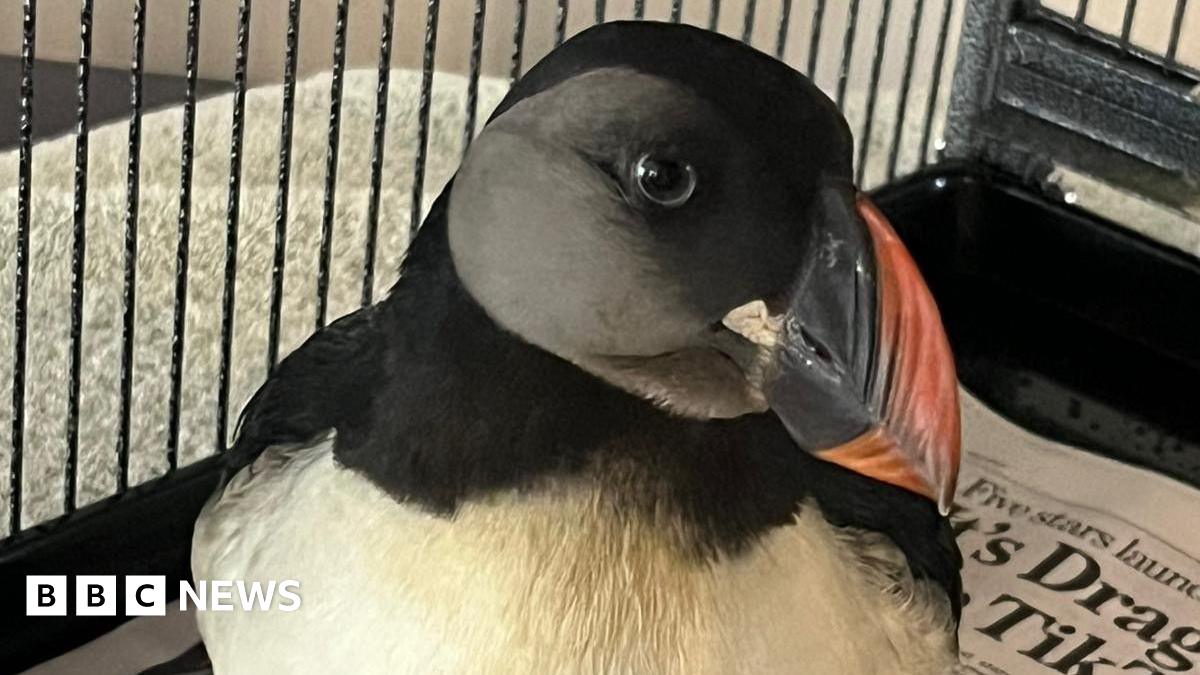 A puffin is in a cage standing on newspaper. It is eyeing the camera. It has a black and orange thick curved beak, black eyes, a black head and white chest.