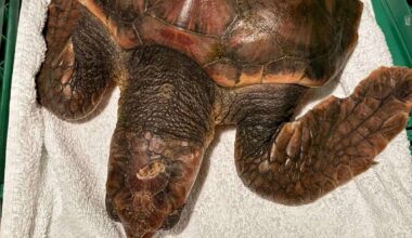 Stranded sea turtle on Folkestone shoreline dies despite help from British Divers Marine Life Rescue and move to SEA LIFE Brighton