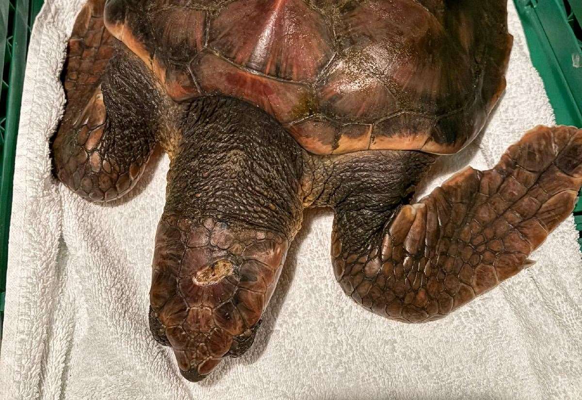 Stranded sea turtle on Folkestone shoreline dies despite help from British Divers Marine Life Rescue and move to SEA LIFE Brighton