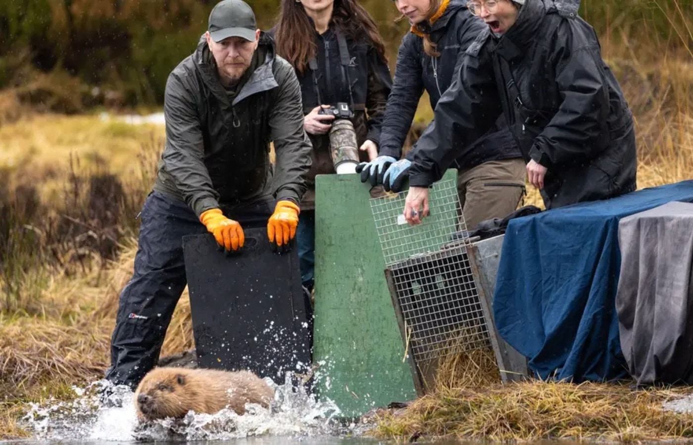 One beaver made a splash in Loch Beinn a’ Mheadhoin, Glen Affric