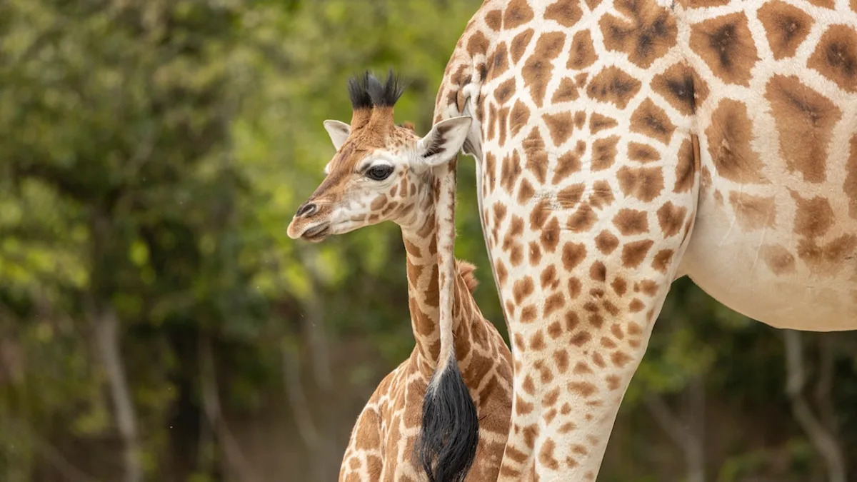 Newborn Baby Giraffe Meeting the Herd for the First Time Is a Sight for Sore Eyes