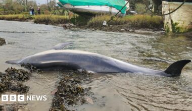 The body of a dolphin lying on its side in shallow river water.