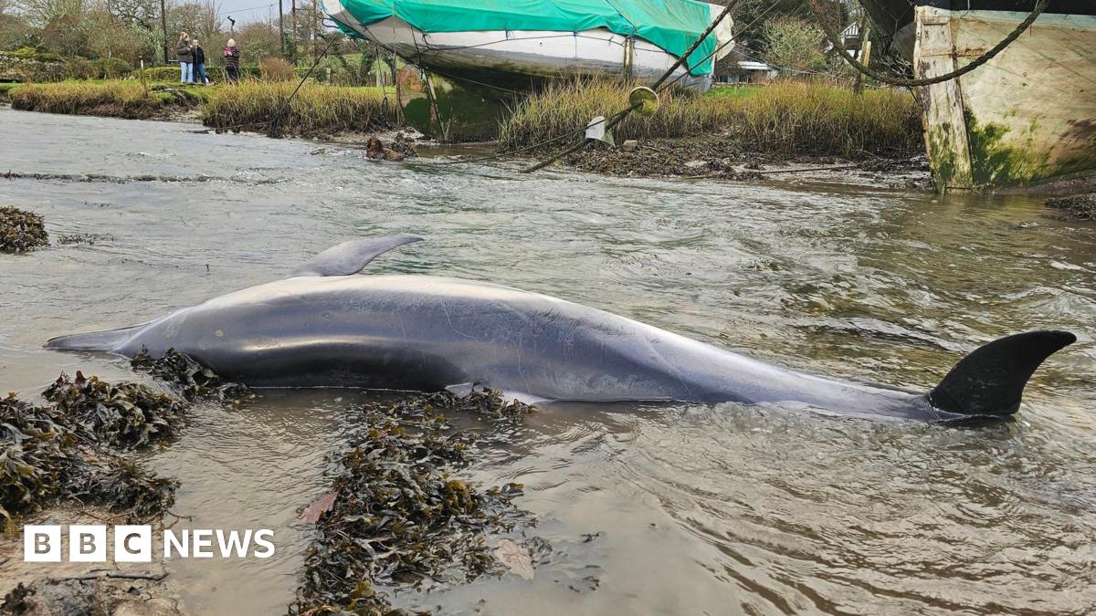 The body of a dolphin lying on its side in shallow river water.