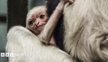 Twycross Zoo welcomes 'hugely important' rare gibbon birth