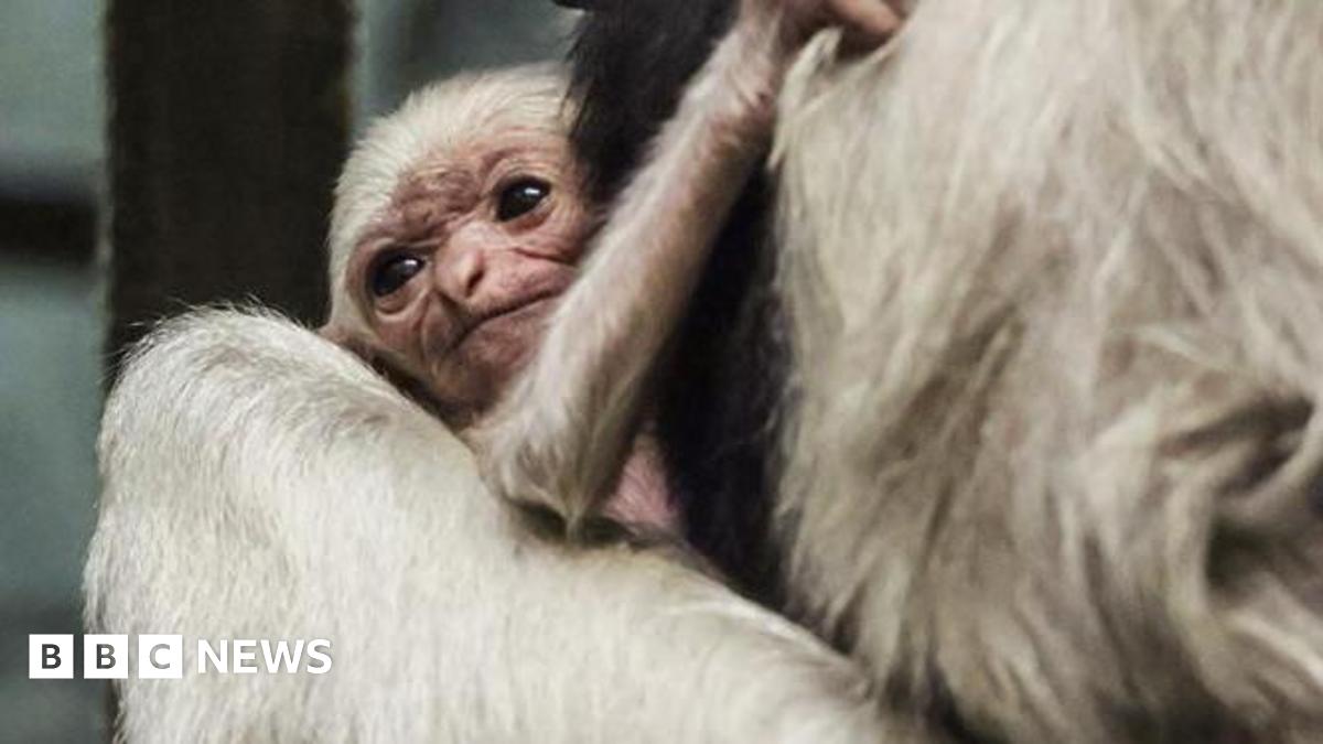 Twycross Zoo welcomes 'hugely important' rare gibbon birth