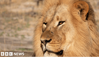 A male lion is lying down.  His head is raised and he's staring towards the right.  The animal has a bushy, yellow mane of fur which frames its face.  Its deep, orange eyes are half closed and on its muzzle are three visible scars.
