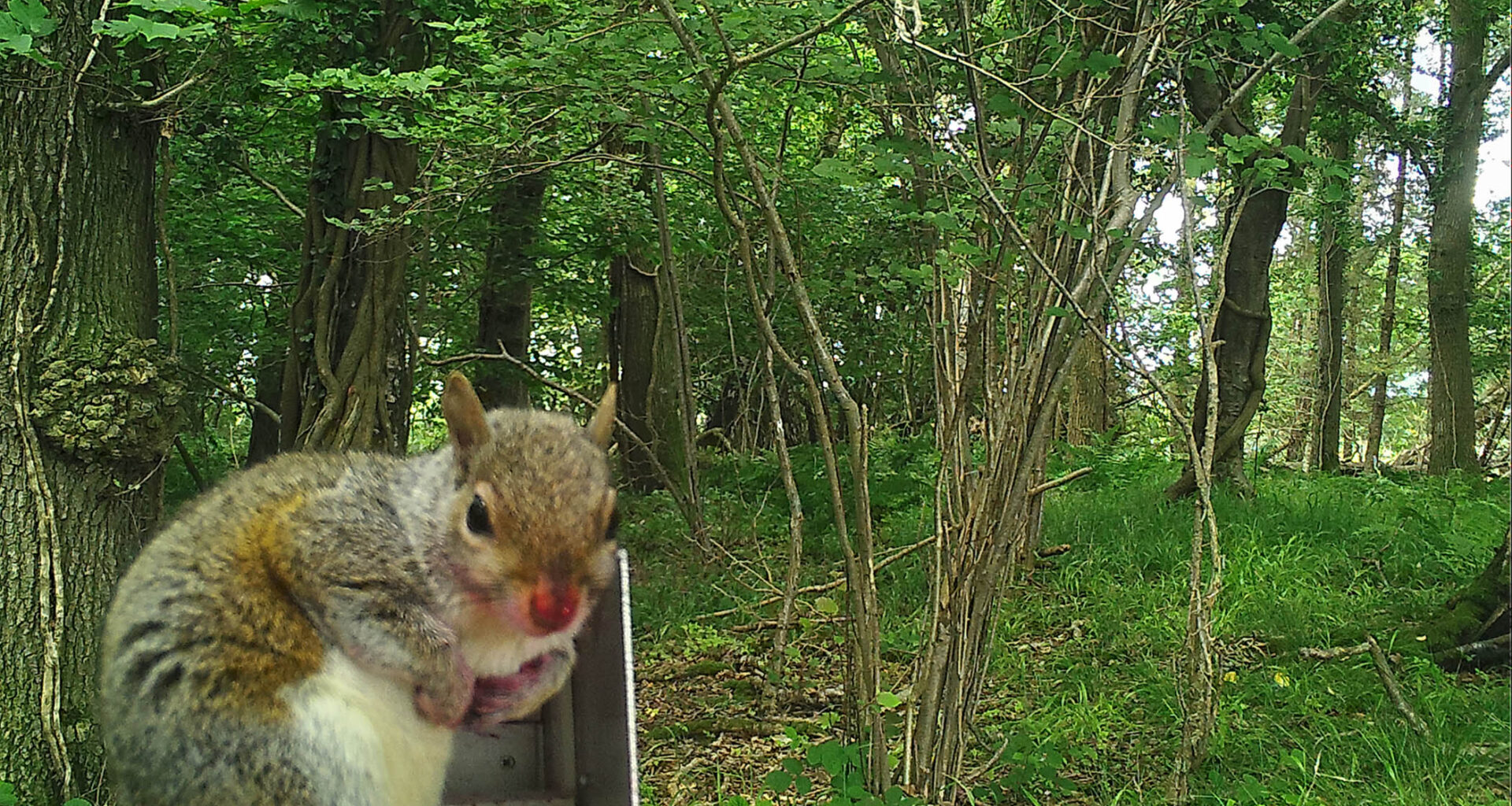 how a scheme to sterilise grey squi...
