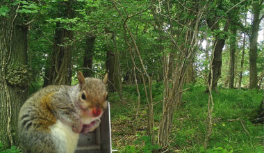 how a scheme to sterilise grey squi...