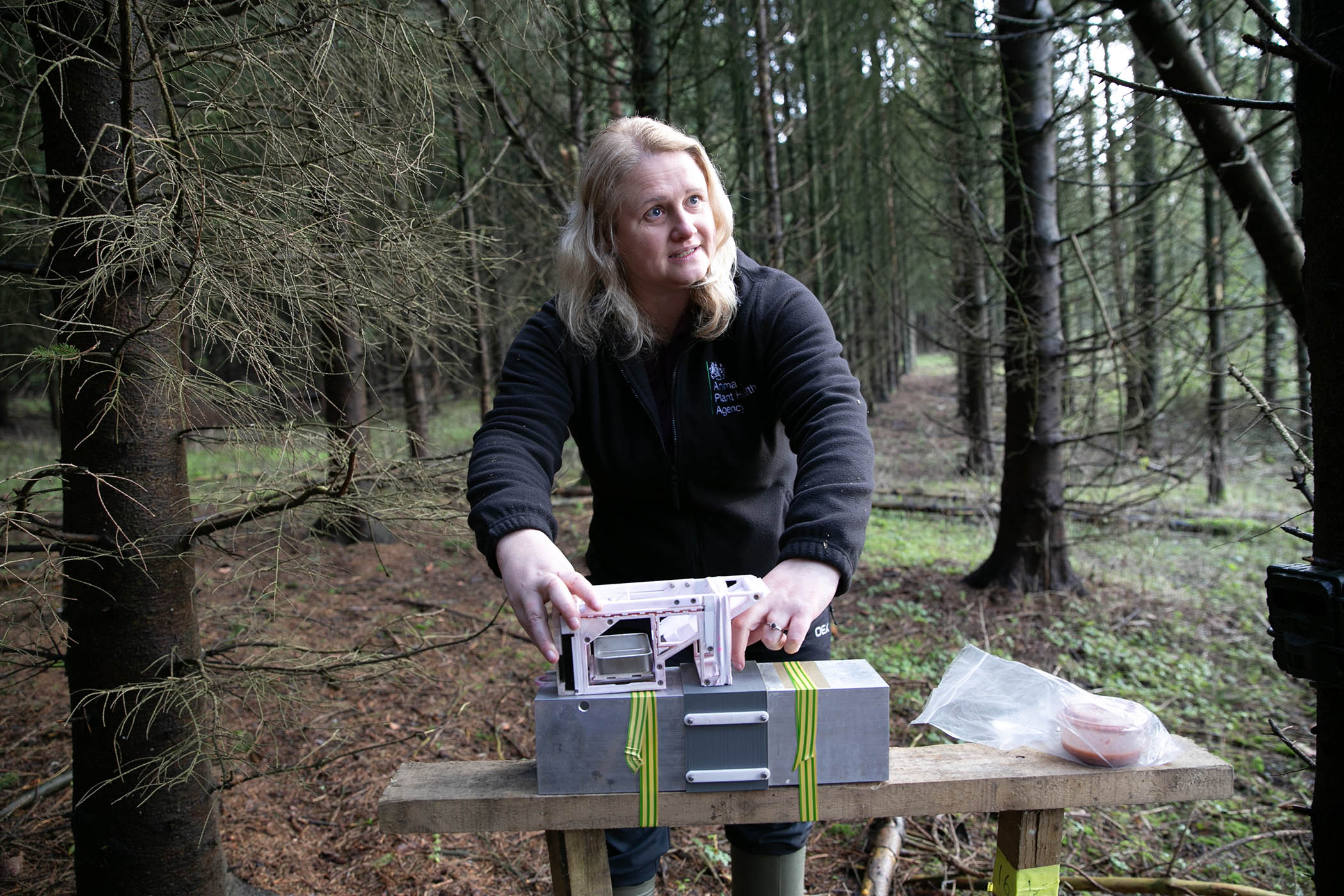 Senior mammal ecologist for APHA, Sarah Beatham, demonstrates how the feeding hopper works in woodland near York in North Yorkshire