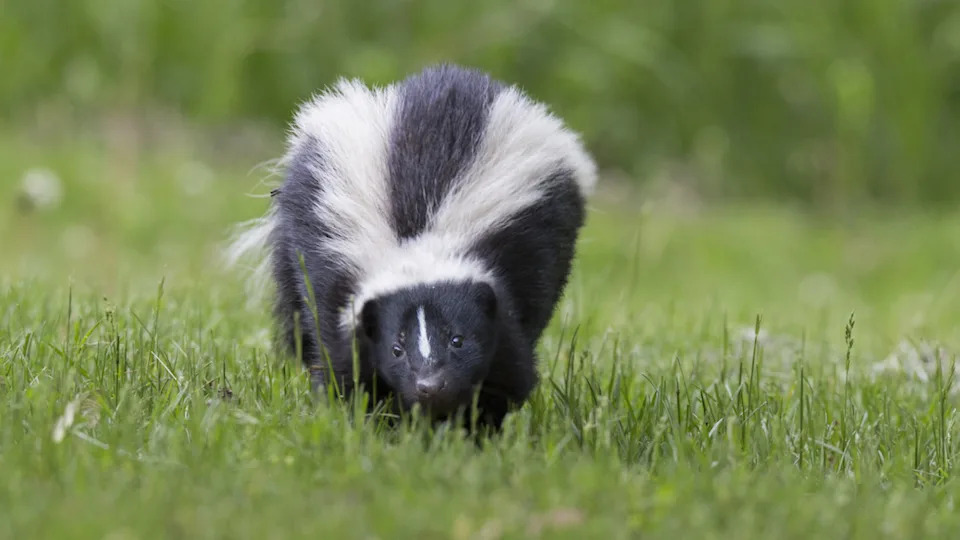 Skunk walking in grassImage via Shutterstock&sol;Mircea Costina