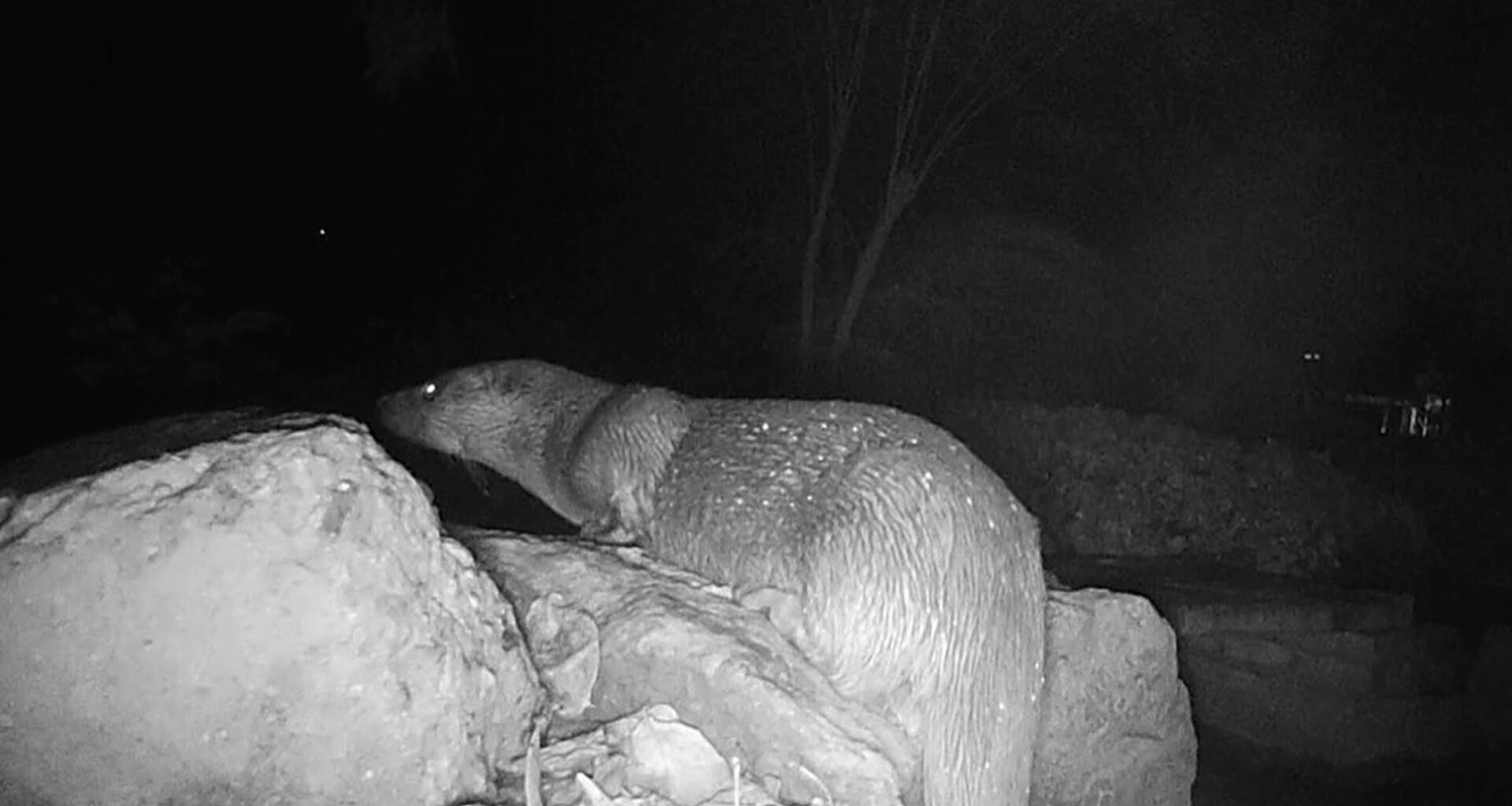The otter is captured by a wildlife camera in the Fellows’ Garden of Trinity College, Cambridge