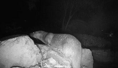 The otter is captured by a wildlife camera in the Fellows’ Garden of Trinity College, Cambridge