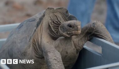 A giant tortoise being released on the Galápagos island of Floreana
