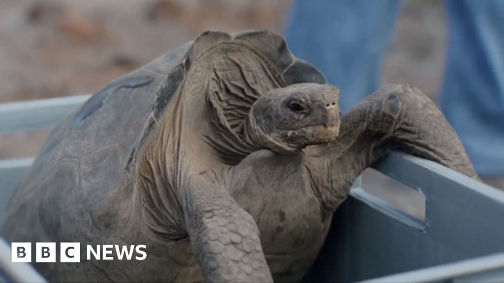 A giant tortoise being released on the Galápagos island of Floreana
