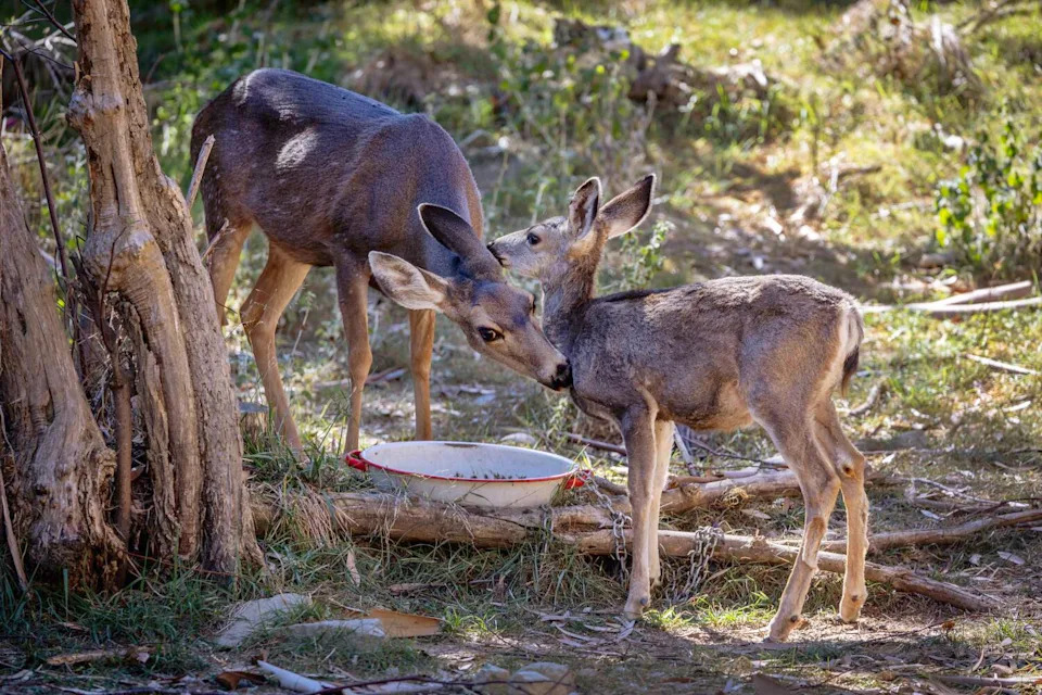 A mule deer doe licks its fawn