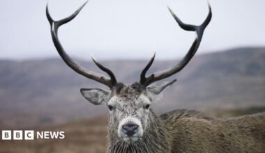 A red deer stag with large antlers looks straight into the camera.