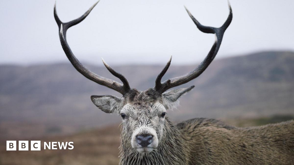 A red deer stag with large antlers looks straight into the camera.