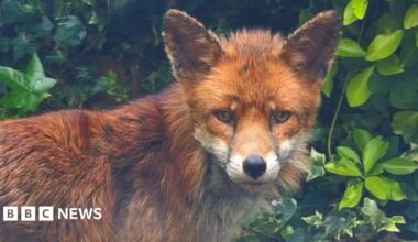 Image showing the head and shoulders of a red fox.  The fox is standing and looking at the camera.  In the background can be seen an ivy bush and foliage.