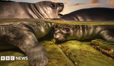 A pair of southern elephant seal cubs in a rock pool in the Falkland Islands