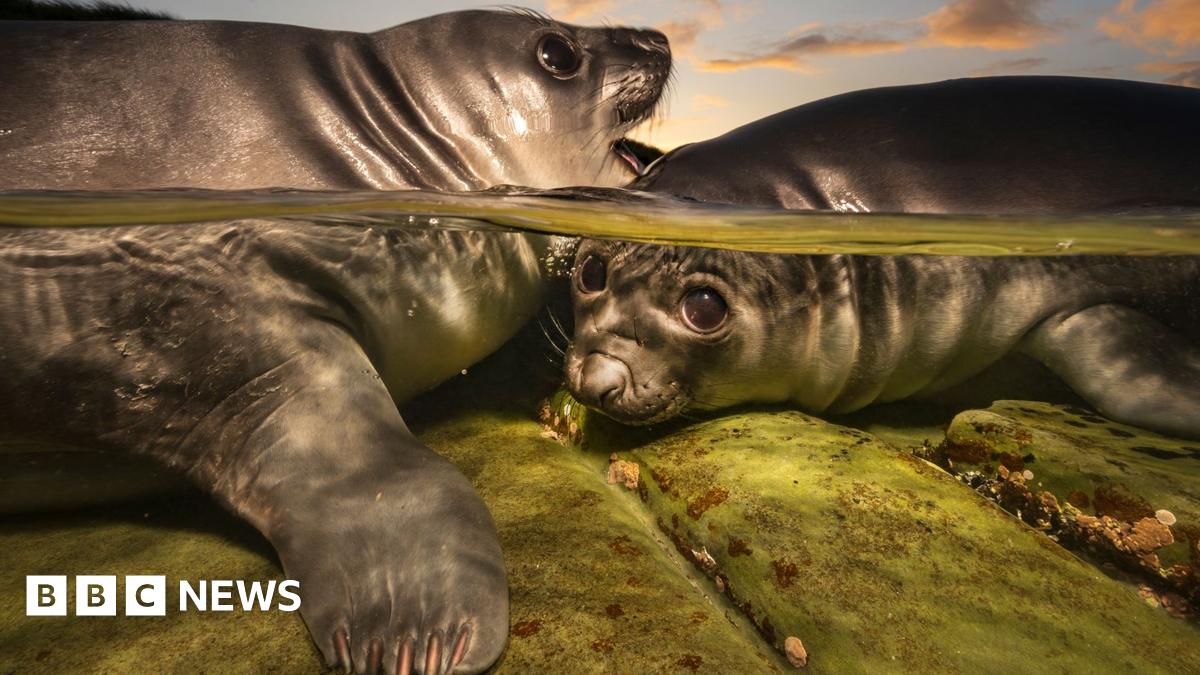 A pair of southern elephant seal cubs in a rock pool in the Falkland Islands