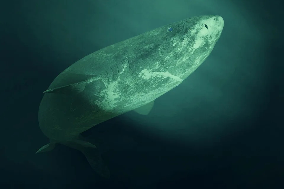 Sleeper shark. Getty
