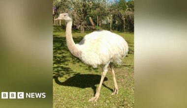 A white-feathered rhea, a flightless bird, standing in a field.